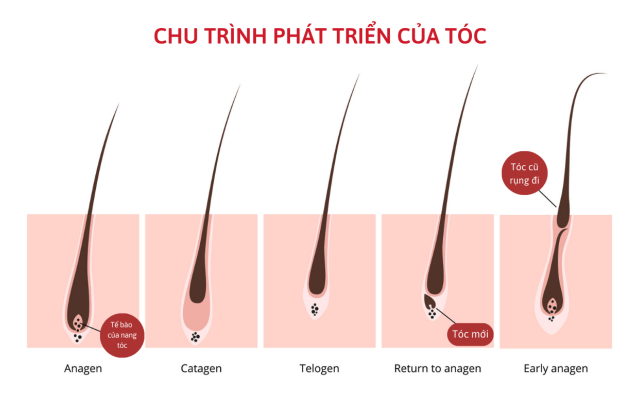 nguyen-nhan-rung-toc-o-nu-chu-trinh