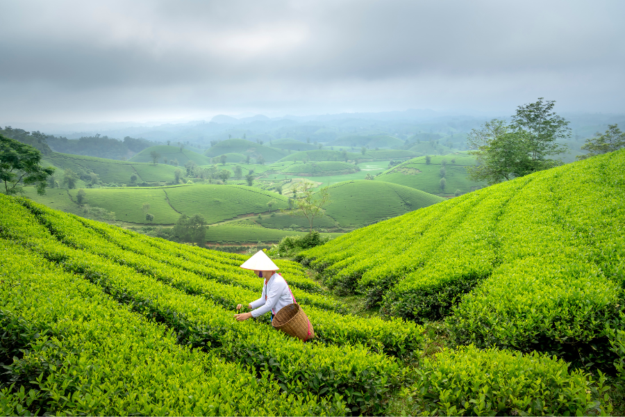 Sử dụng lá trà nguyên chất để gội đầu