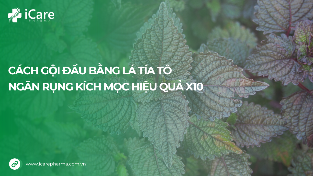 Cách gội đầu bằng lá tía tô