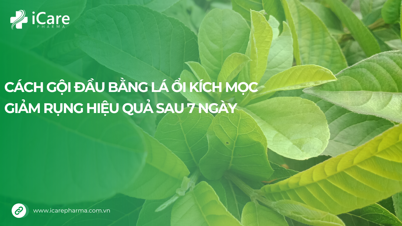 Cách gội đầu bằng lá ổi