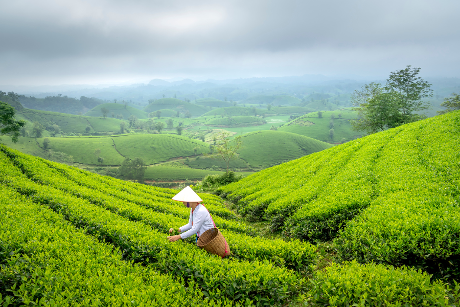 Lá trà xanh dùng để gội đầu