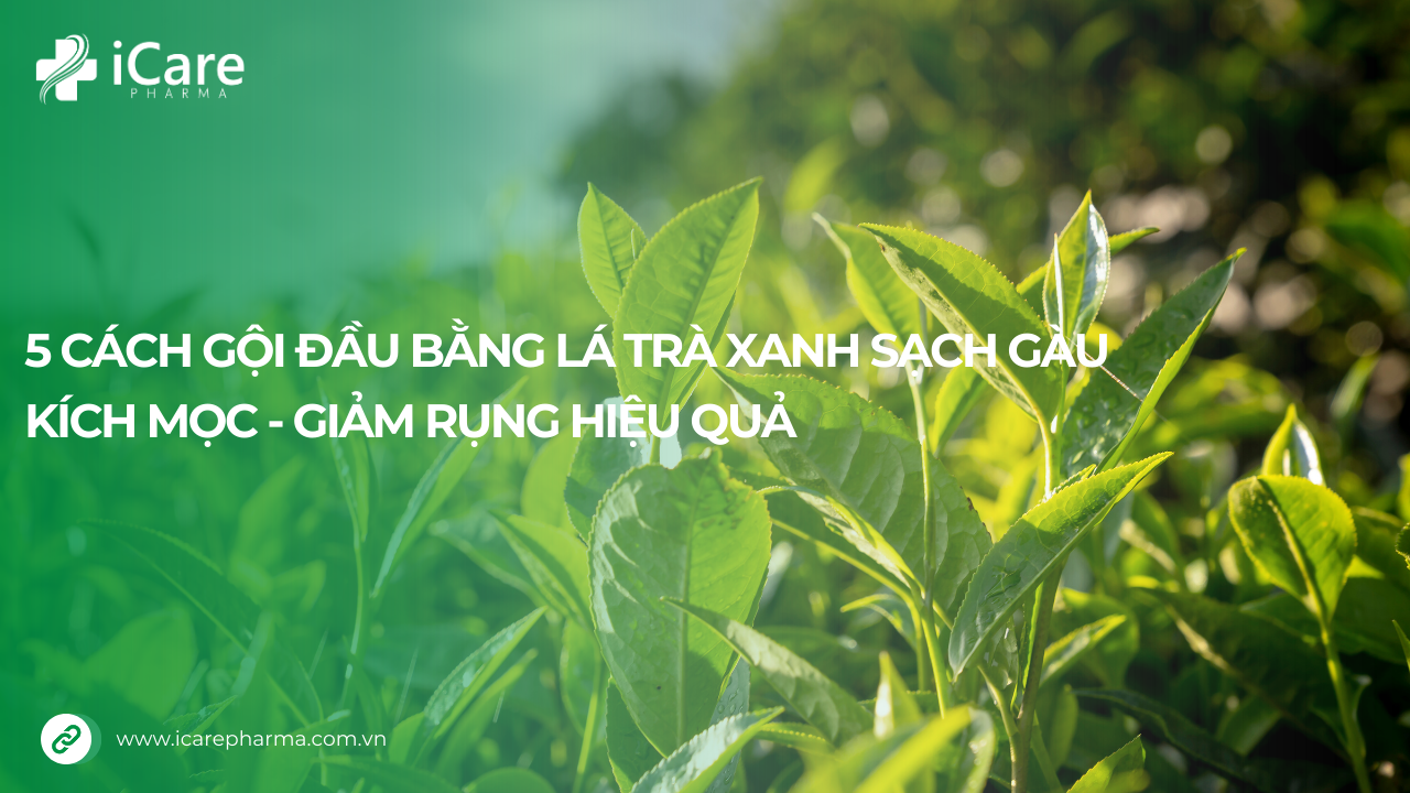 Gội đầu bằng lá trà xanh