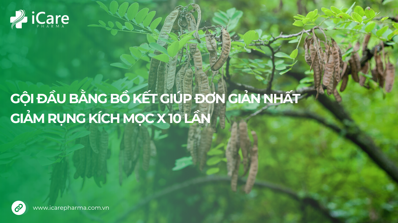 gội đầu bằng bồ kết