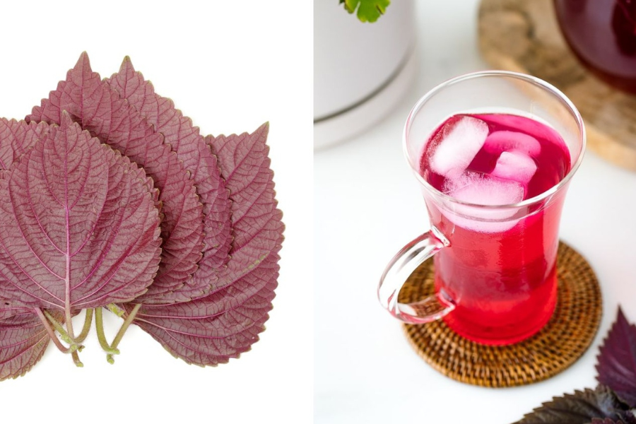 uống nước lá tía tô